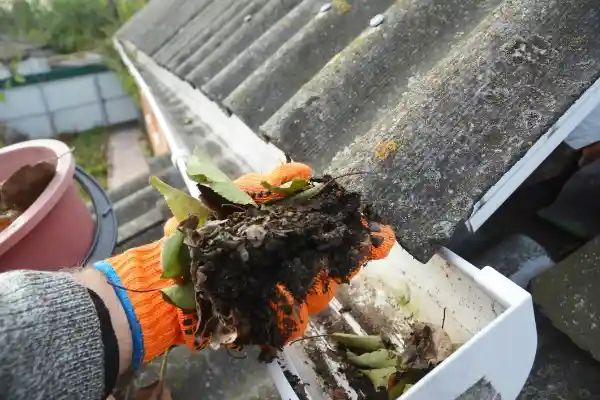gutter leaves (1)